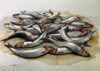 Herring1.jpg