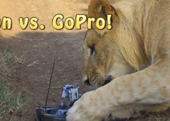 Lion-vs.-GoPro.png