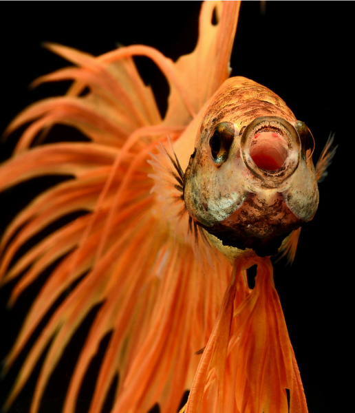 fish8-516x6001.png