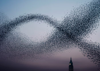 AlainDelorme_Murmuration01.jpg