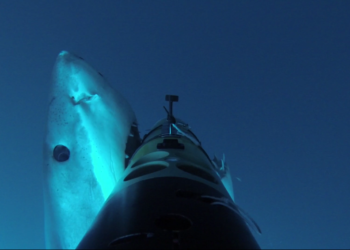 Watch-This-Startling-Shark-Attack-and-Appreciate-All-That-Cameras-Do-Fstoppers.png