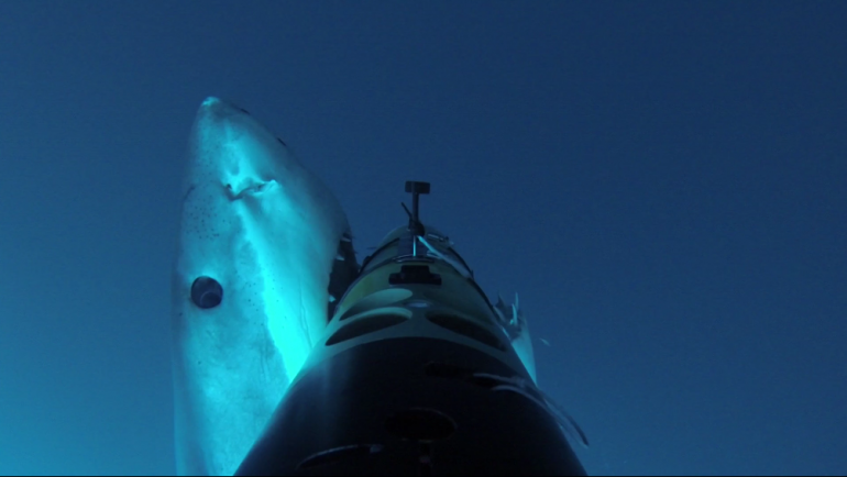 Watch-This-Startling-Shark-Attack-and-Appreciate-All-That-Cameras-Do-Fstoppers.png