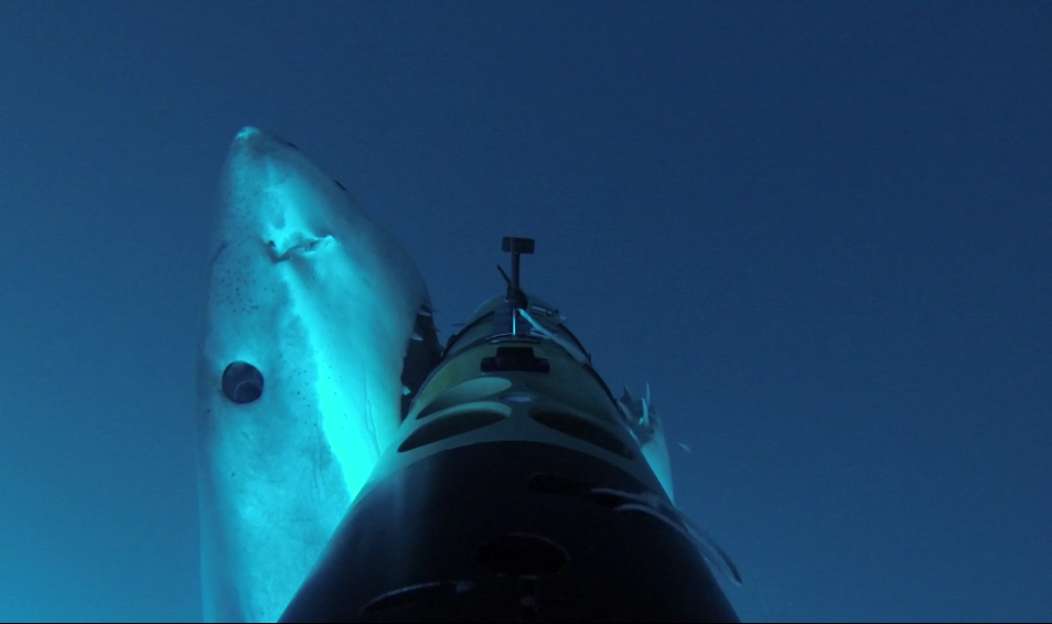 Watch-This-Startling-Shark-Attack-and-Appreciate-All-That-Cameras-Do-Fstoppers.png