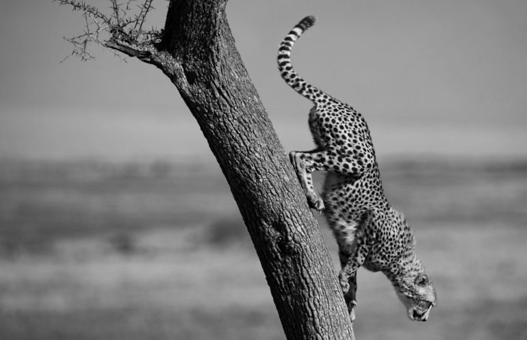 CheetahDown-1024x662.jpg