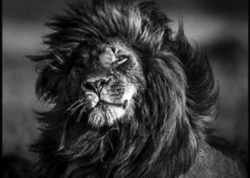 LION-BAHEUX-2-18.jpg