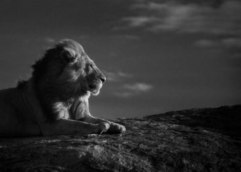 LION-BAHEUX-52431.jpg