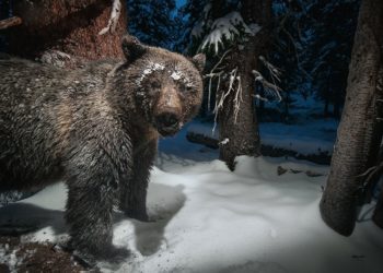 grizzly-bear-yellowstone-rush_89476_990x742.jpg