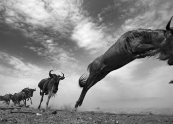 Eastern White-bearded Wildebeest herd on the move