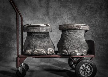 Confiscated Elephant Feet, Border Patrol, USA, 2016