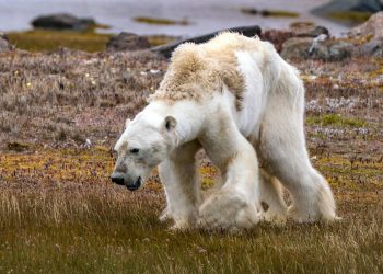 01-starving-polar-bear-CGM_Archimedes_2017_02072