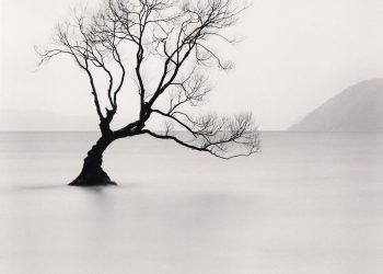 Wanaka Lake Tree, Study 1, Otago, New Zealand. 2013_preview