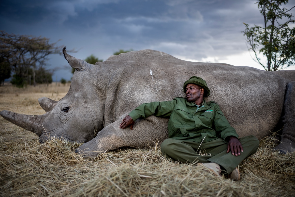 Justin Mott photographie les derniers rhinocéros blancs | Lense