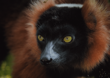 ben-simon-rehn-madagascar-wildlife-9