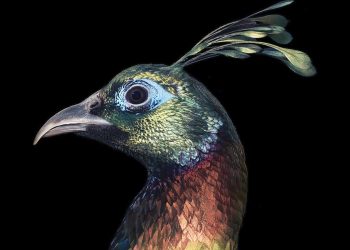 Tim-Flach-Himmalayn-Monal