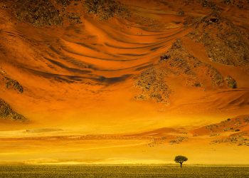 trees_of_namibia_isabella_tabacchi_01