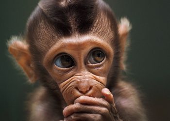 Baby-monkey-by-prabuds-Indonesia-5fabf53e6cf81__880