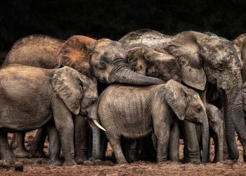 The Clan cuddles by Josef Schwarz CEWE Photo Award Category winner Animals