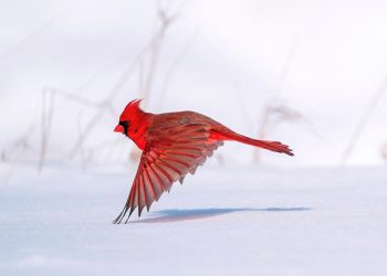 audubon-1-1536x1132