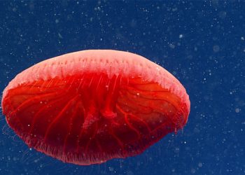 red-jellyfish-hires-800x450