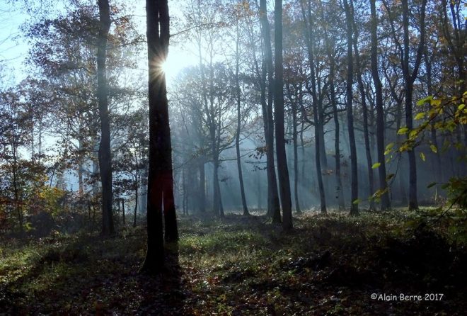 Balade en Forêt