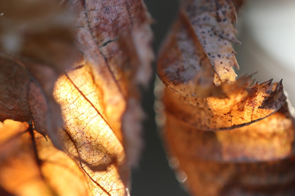 Feuilles en or