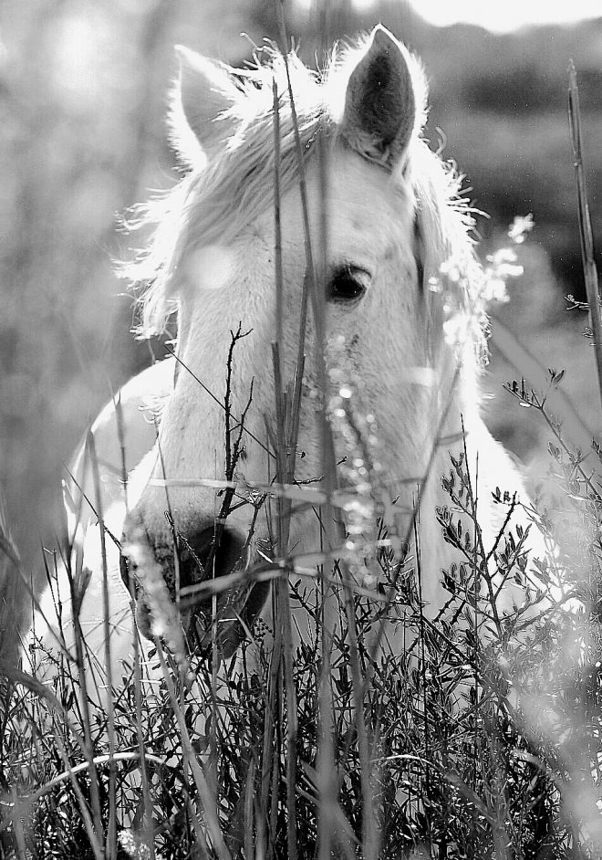 Camargue