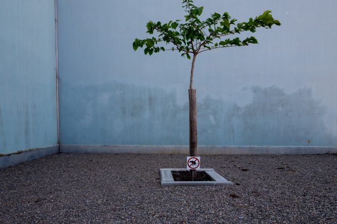 un arbre dans la ville