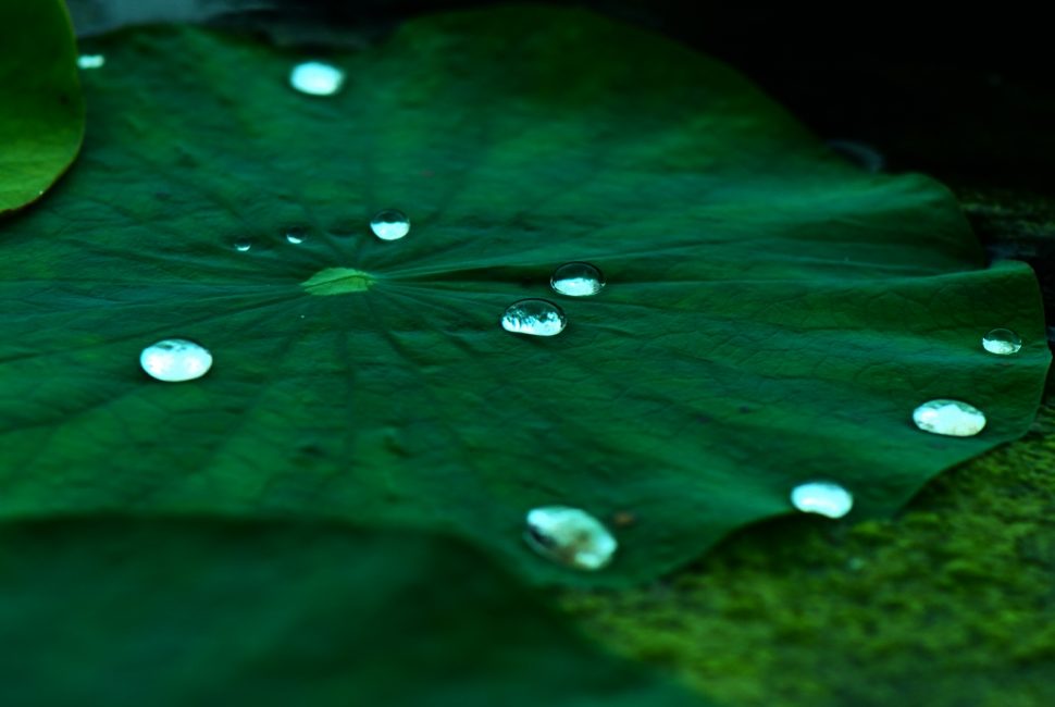 Nelumbo nucifera