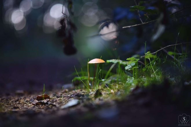 Magic little world