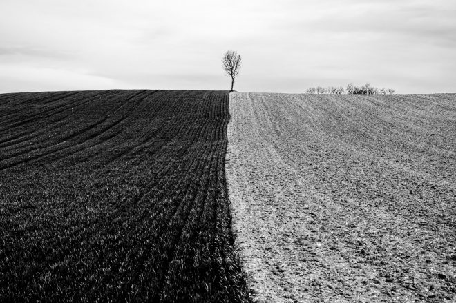 L'arbre suit sa racine #01