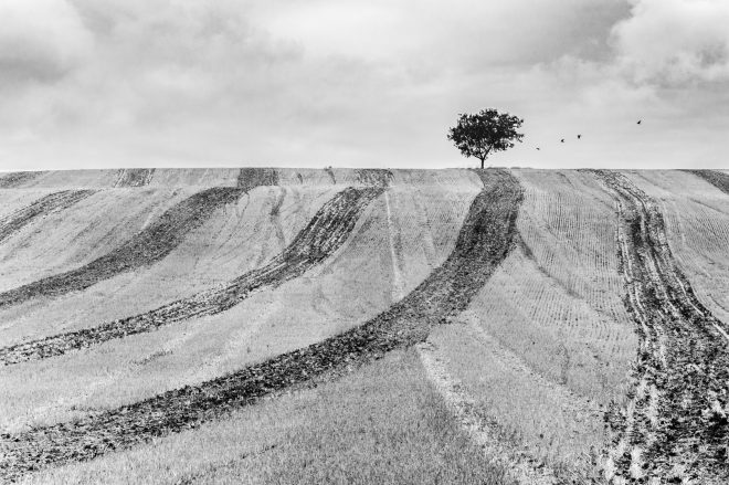 L'arbre suit sa racine #04