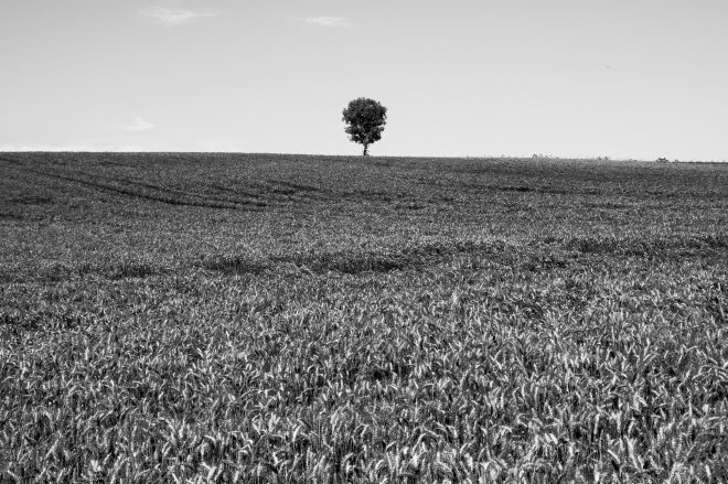 L'arbre suit sa racine