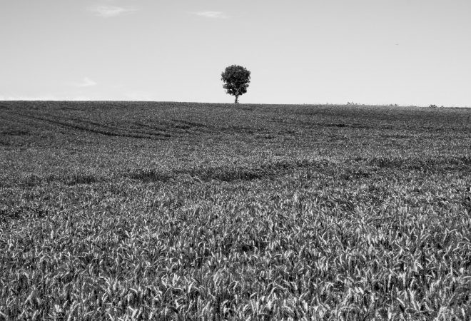 L'arbre suit sa racine