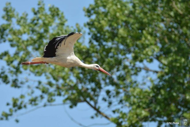 Cigogne en baie de Somme