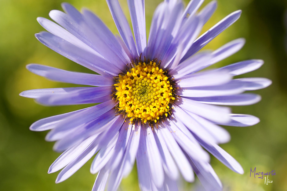 Marguerite