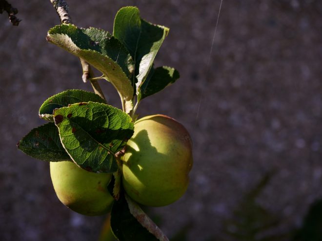 two apples