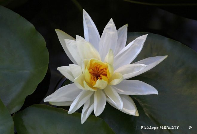 Philippe MERIGOT - FLEURS - Nénuphar