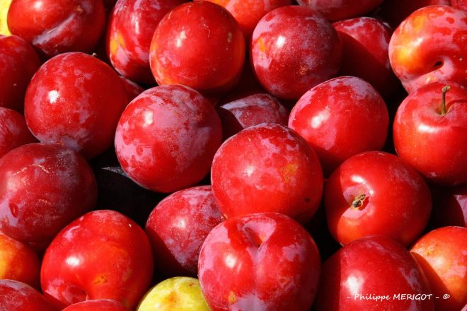 Philippe MERIGOT - Fruits Légumes