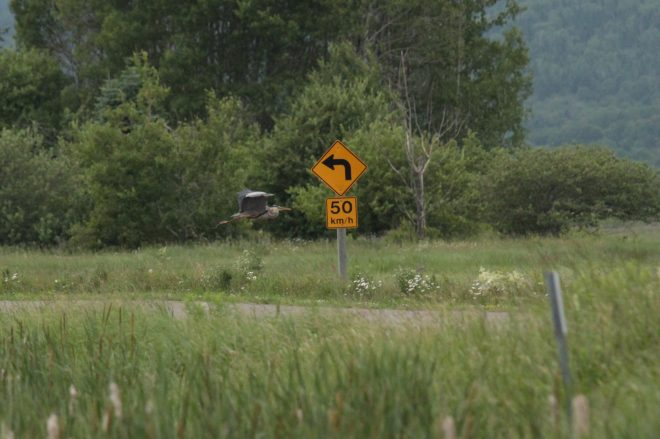 Erreur de direction pour ce héron