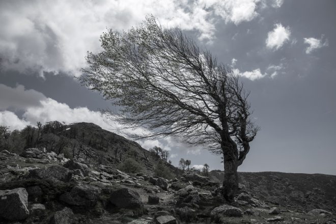 Petit arbre dans le vent