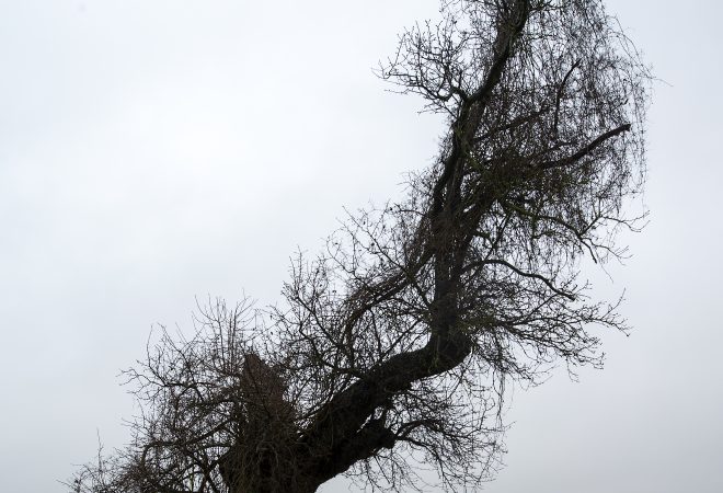 l'arbre foudroyé