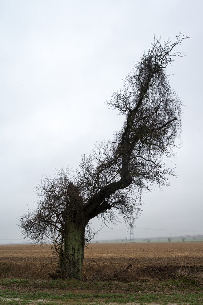 l'arbre foudroyé