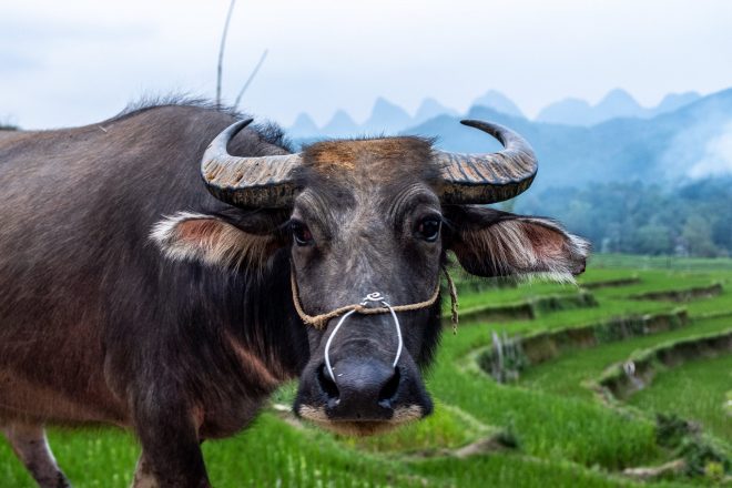 Water Buffalo