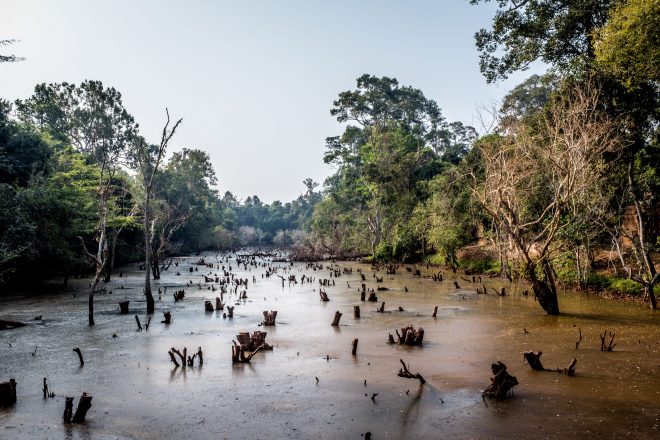 Along the swamp