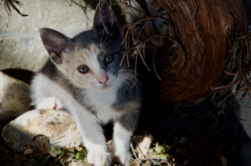 Chaton