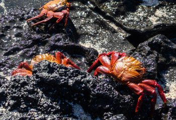 Crabes rouges des galapagos