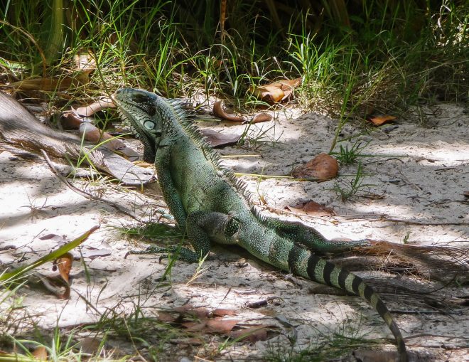 Iguane