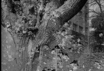l'arbre mortvivant / résilient par nature