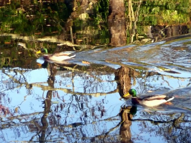 Mirage pour les canards