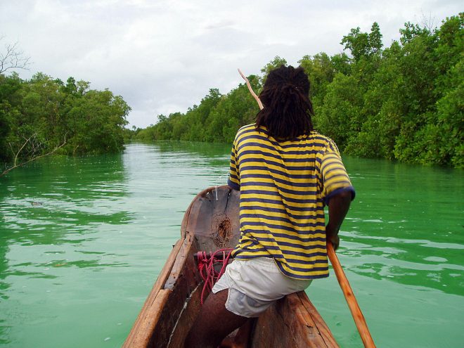 Rayures sur la Mangrove